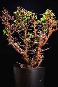 (#463) 念珠橄欖 念珠沒藥　Commiphora sp. Eyl (Somanlia) / 塊根植物 Caudex / 另售象牙宮、龜甲龍、索馬里葡萄甕、念珠橄欖