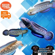 channa stewartii karbi anglong khalihola black galaxy 10/11cm