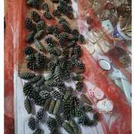 Local Pine Spruce Pine Head Pine Cone Nenas Batu 本地松云杉松 仓鼠笼造景