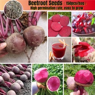 150pcs Biji Benih Ubi Bit Merah Beetroot Seeds for Planting Hybrid Genuine Seeds Easy To Grow In Mal