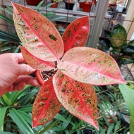 [Dijual] tanaman hias aglaonema / aglonema astrid -Ctz