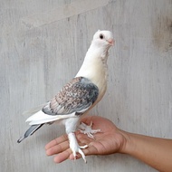 Merpati hias (Clasic Oriental Friel) Santinet