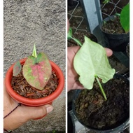 tanaman hias Pohon keladi caladium Thailand PAKETAN KELADI CALADIUM C9