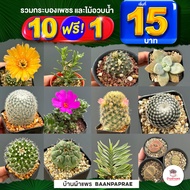 รวมกระบองเพชรและไม้อวบน้ำ หลายสายพันธุ์ ส่งทั้งกระถาง กุหลาบหิน cactus&amp;succulent