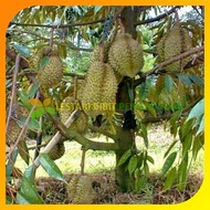 [COD] Bibit durian montong super