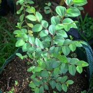 Terlaris Bibit pohon bidara arab sidr asli untuk ruqyah terbaik