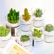 Cactus Cactus Office Desktop ins Wind Plant Potted Plant Immortal Blooming Succulent Small Potted Gr