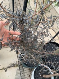 索島乳香Boswellia socotrana