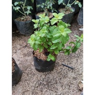 Bibit daun min Terlaris bibit daun mint bibit mint paper mint merambat