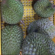 Ready Buah Durian Musangking / Musang King Malaysia Utuh Best Seller