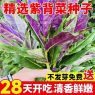 Natural Purple Back Vegetable Seeds Guanyin Vegetable Seeds Red Back Vegetable Seeds Original Four S