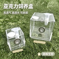 High Breathable Beetle Jumping Spider Buddha Jumping Spider Climbing Pet Breeding Box Spider Transpa