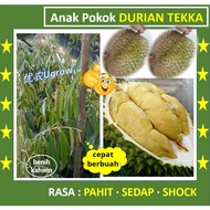 Anak Pokok Durian TEKKA D160 竹脚 榴莲苗 Sapling Durian Tekka