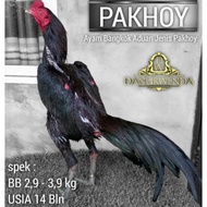 Ayam Bangkok Pakhoy Line Blackswan telur tetas perbutir