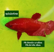 ปลากัดสีแดงล้วน 1ตัว เมียเกรดเลี้ยงเล่น😍❤️
ปลากัดชุปเปอร์เรด❤️😘
ปลากัดสวยงามปลาเลี้ยงโชว์
ปลากัดอาชีพเสริม
🥰ปลากัดไทยสีสวยๆ 1ตัวเมียเกรดเลี้ยงเล่นพร้อมรัด💥😍ขนาด 1.1-1.5พร้อมผสม👍