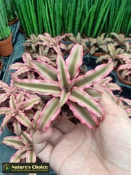 Cryptanthus Earth Star (Pink Variety) with FREE garden soil, plastic pot and marble chip pebbles