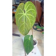 Anthurium Magnifican Norte