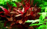 alternanthera reineckii tanaman 20btg. tanaman aquascape tanaman air  tanaman hias tanaman aquarium