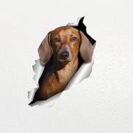 V1042 Car Sticker Chocolate Mini Dachshund Dog Pet Animal Waterproof Vinyl Decal Car Accessories Decor Pegatinas Para Coche