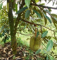 🔥Baja Pokok Durian Musang King D24 ioi Duri Hitam 1000gram⭐️⭐️⭐️⭐️⭐️