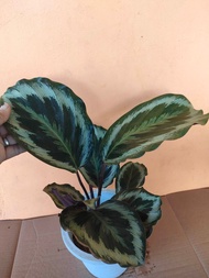 Rare Calathea Variety Plant (2 VARIETIES) Real or Live Plant Ready to Plant Indoor Outdoor Plant