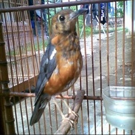 Anis Merah Trotol Jantan