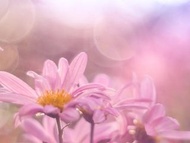 【蔡司神髓】德國 Pentacon MC 50mm f1.8 M42 多層鍍膜 標準 定焦 大光圈 人像鏡