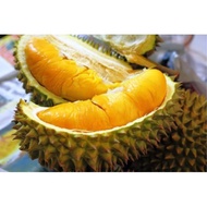 Anak Pokok Durian Musang King D197