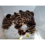 Burung Puyuh common quails