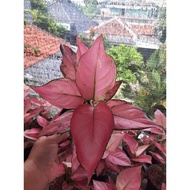 aglonema pink catrina manja dewasa daun 910 Murah