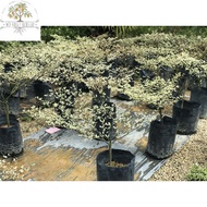 Bucida putih / busida putih / pokok doa / pokok tadah langit