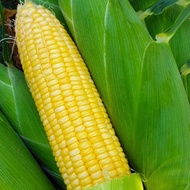 HSK [18pc/45pc] JAGUNG MANIS F1 HIBRID SWEET CORN BIG SWEET SC 832 SEED | BIJI BENIH JAGUNG