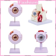 NAV 6X Eyeball Anatomy Model Removable Human Eye Anatomy Teaching Tool Human Organs Model Human Eyeb