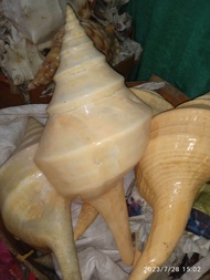 Cangkang kerang Onem lampung jumbo Uk. 45 cm