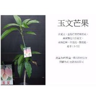 心栽花坊-玉文芒果/嫁接苗/水果苗/芒果品種售價160特價130
