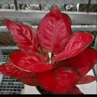 Aglonema red Anjamani