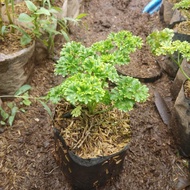 Tanaman Parsley Peterseli Siap tanam hidup