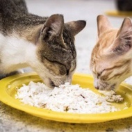 bantu kasih makan kucing liar