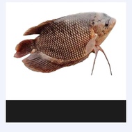 ikan gurame hidup 1kg