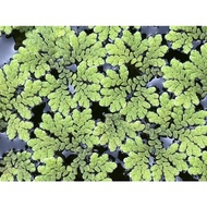 Azolla Microphylla floating plant/Mosquito fern/Fairy moss