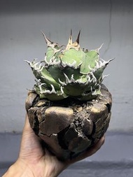 龍舌蘭 嚴龍 凱撒 配 質感手造盆