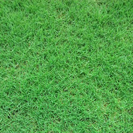 เมล็ด คุณภาพดี ราคาถูก ของแท้ 100% เมล็ดหญ้าเบอร์มิวด้า Bermuda Grass หญ้าปูสนาม สนามหญ้า พืชตระกูลห