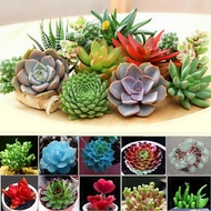 ปลูกง่าย ปลูกได้ทั่วไทย 100pcs/bag Mixed Lithops Seeds Rare Succulent Seeds Ass Flower Seeds Pseudotruncatella Living Stone Bonsai Mini Garden Plant Flower Seeds Vegetable Live Plants Air Plant Seed Benih Tree Pokok Bunga