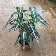 Cây Môn Quan Âm (Cây Môn Tím) Để Bàn [Sản Phẩm Như Hình]