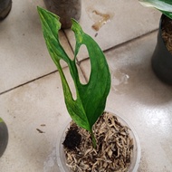 monstera adansonii janda bolong varigata ekonomis