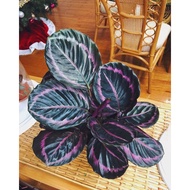 Calathea Dottie Plant