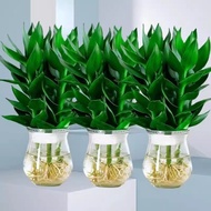 Guanyin Bamboo with Roots Hydroponic Plant Lucky Bamboo Potted Green Plant Indoor Flower Fortune Bam