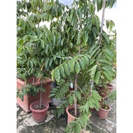 Annona Cherimola (Custard Apple) 1.8m height real live plant free organic fertiliser 0.5kg free orga