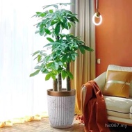 Green Plant Purify Air Step Green Plant Bedroom Office Large Pot Fortune Tree Good Raising Indoor Li