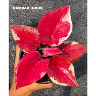 Caladium Dara Nopparat Rare 💯